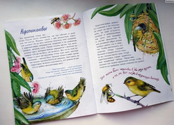 Птички-невелички. Кто на свете меньше всех?