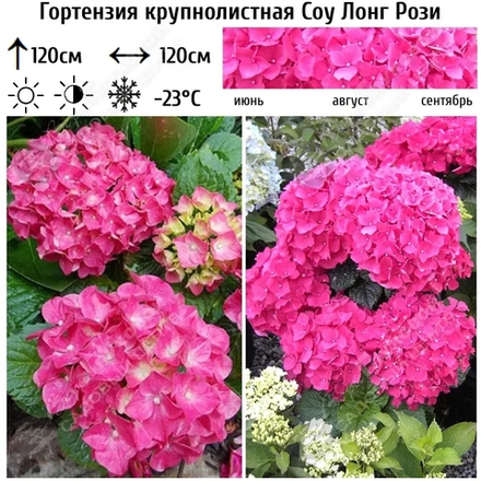 So Long Rosy /Со Лонг Рози(Стандарт поставки Р9)2025г.