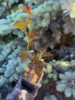 Пузыреплодник "ШУХ"