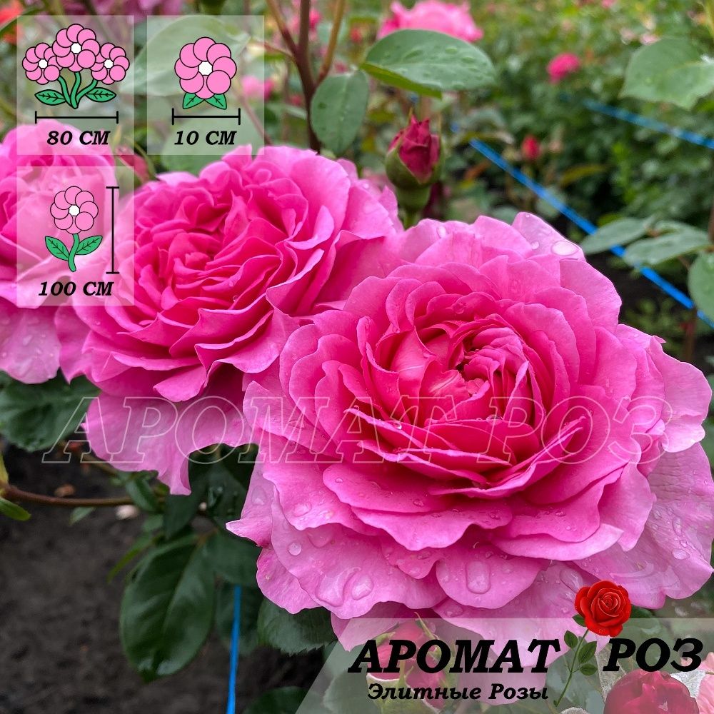 Тсукиёми (Tsukiyomi)