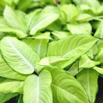 Диффенбахия SEDTHEE PHO THONG (A109)