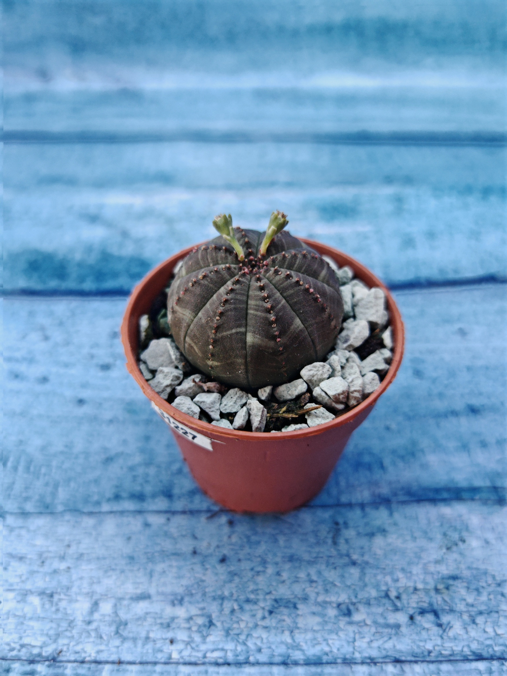Суккулент Euphorbia Obesa (Эуфорбия)
