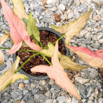 Сингониум ORM NAK PUM VAR