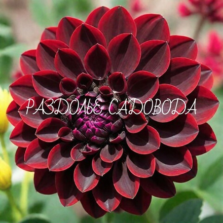 Георгина декоративная Арабская ночь