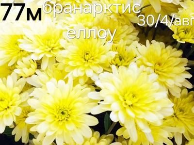 САЖЕНЦЫ ХРИЗАНТЕМЫ БРАНАРКТИС ЕЛЛОУ №77