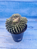Gymnocalycium Spineless Crested form (Гимнокалициум)
