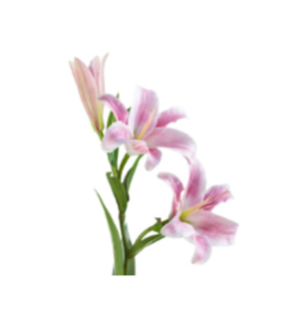 Лилия Донателло ветвь нежно-розовая с белым, в-88 см