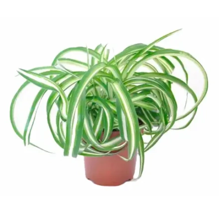 Хлорофитум "Bonnie"