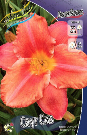 Лилейник Саут Сиз