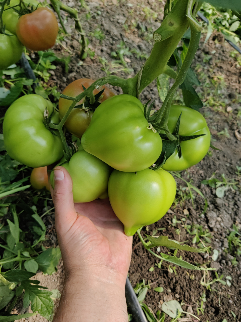 Мальгрос F1 семена томата индетерминантного ( Yuksel Tohum / )