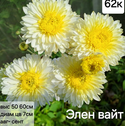 САЖЕНЦЫ ХРИЗАНТЕМЫ КОРЕЙСКАЯ ЭЛЕН ВАЙТ № 62