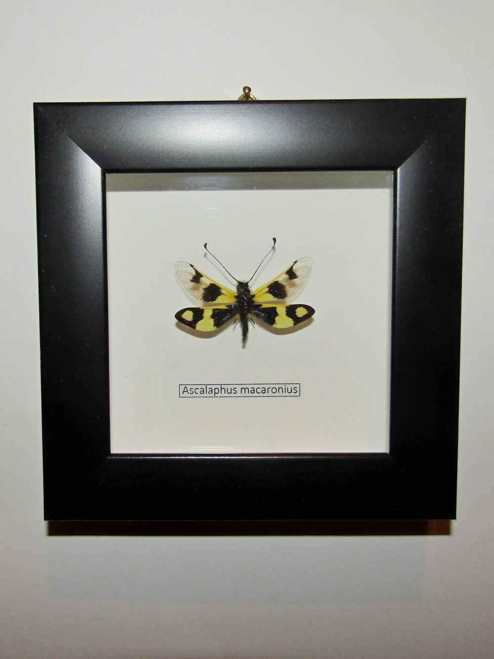 Аскалаф в рамке