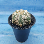 Astrophytum Asterias (Астрофитум)