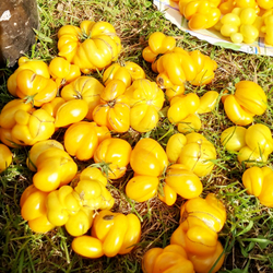 Помидоры - Первый Фила - Phil's One Tomato