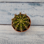 Gymnocalycium Friedrichii (Гимнокалициум)