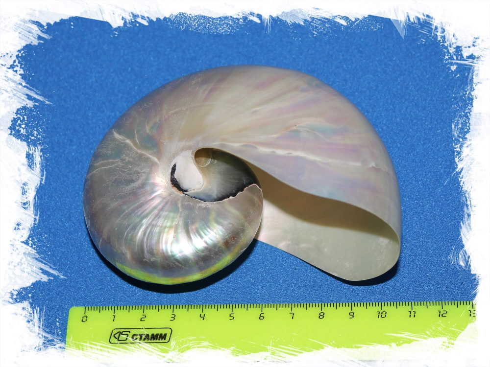 Полированный Наутилус Помпилиус размеры