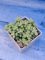 Sedum Burrito (Седум)