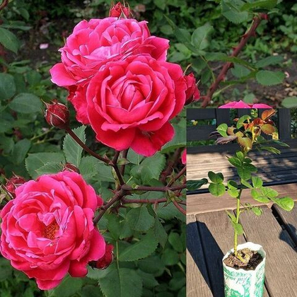 Роза Александр Маккензи канадская, шраб, саженец с ЗКС.