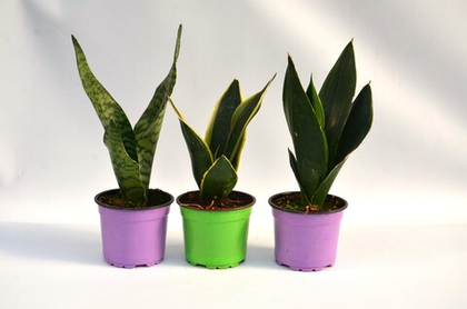 Сенполия д.12 СП