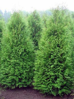 Туя западная "Brabant"
