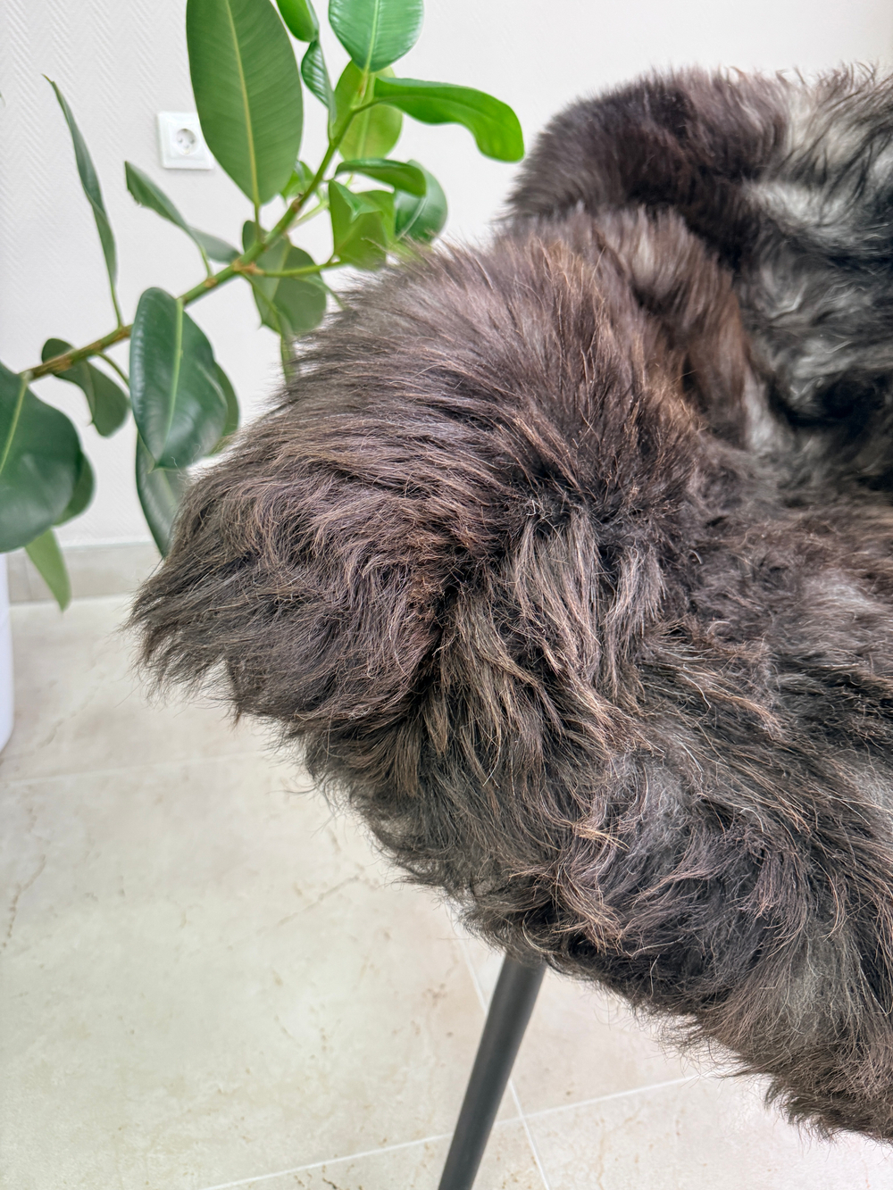 Шкура коврик меховой прикроватный овчина, 120х65 см.