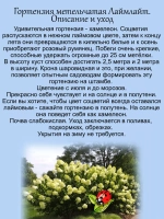 Гортензия Лайм Лайт метельчатая