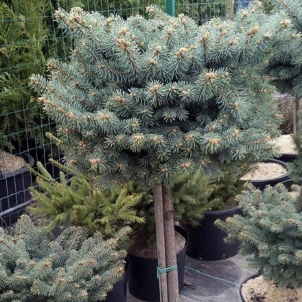 Ель колючая Исели Фастигиата штамб
