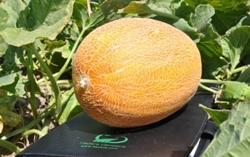 Дыня Мирон F1