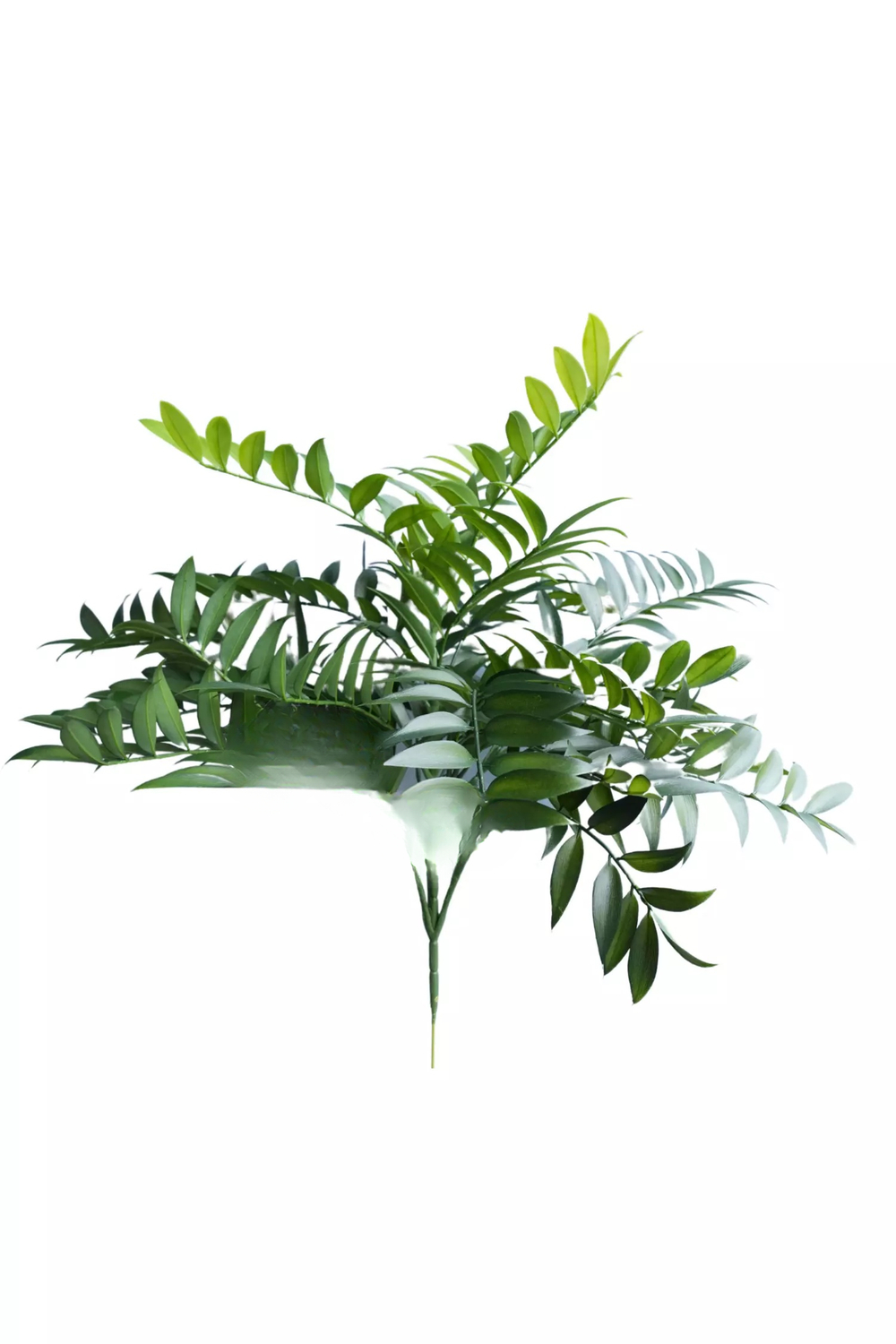 Куст Рускуса