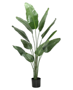 Равенала 150 см