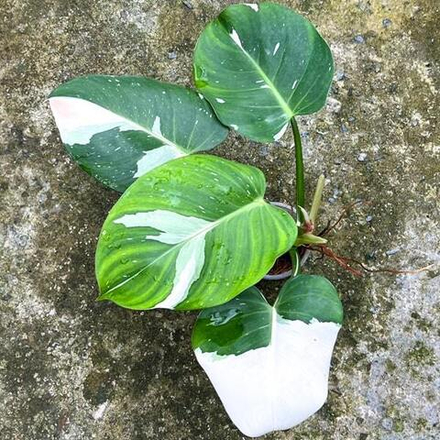 Филодендрон WHITE WIZARD