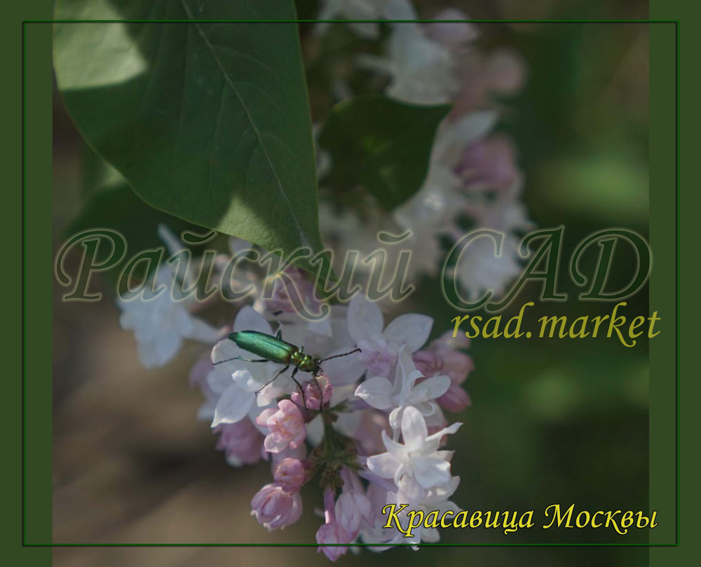 Сирень Красавица Москвы (Krasavitsa Moskvy)