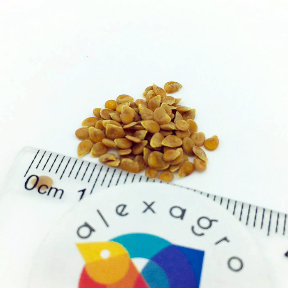 Мамстон F1 семена томата индетерминантного (Syngenta / ALEXAGRO) семена