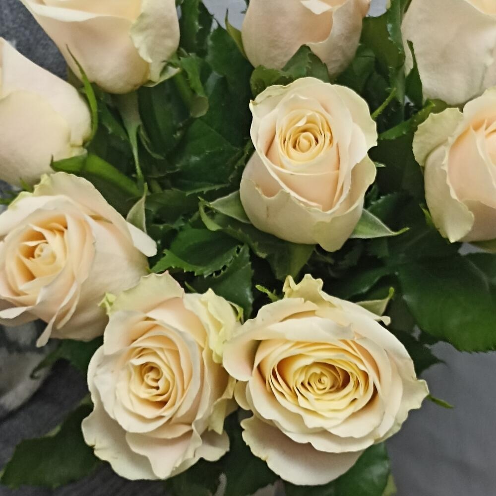 Букет из кремовых роз сорта "Шарман" 11 шт.