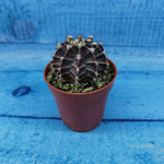 Gymnocalycium Friedrichii (Гимнокалициум)