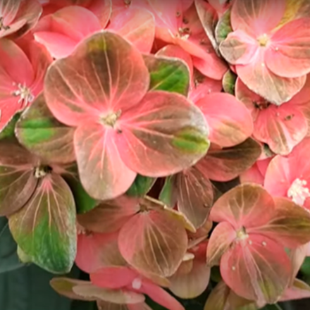 Вибрант Верде (Rembrandt «Vibrant Verde») р14 Европа весна 2026 г.