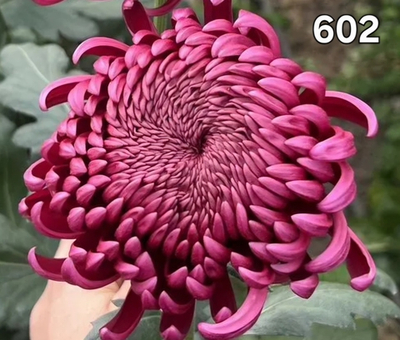 САЖЕНЦЫ ХРИЗАНТЕМЫ КРУПНОЦВЕТКОВАЯ 602 БИГУДИ ПУРПЛ