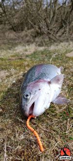 Силиконовая приманка ZOMBIE Flex #26