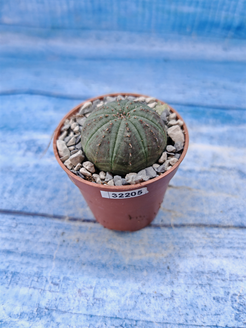 Euphorbia Obesa (Эуфорбия)