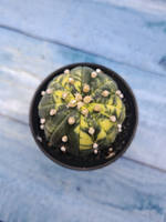 Astrophytum Asterias variagate (Астрофитум)