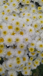 Хр 12 хризантема мультифлора