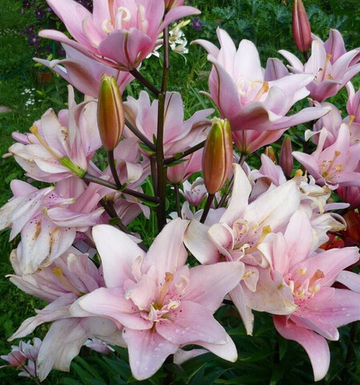 Лилия Бентли