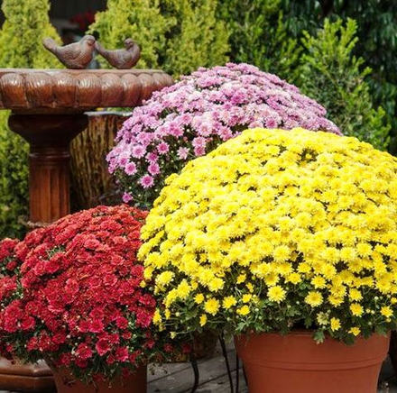 Хризантема мультифлора кустовая Branbeach