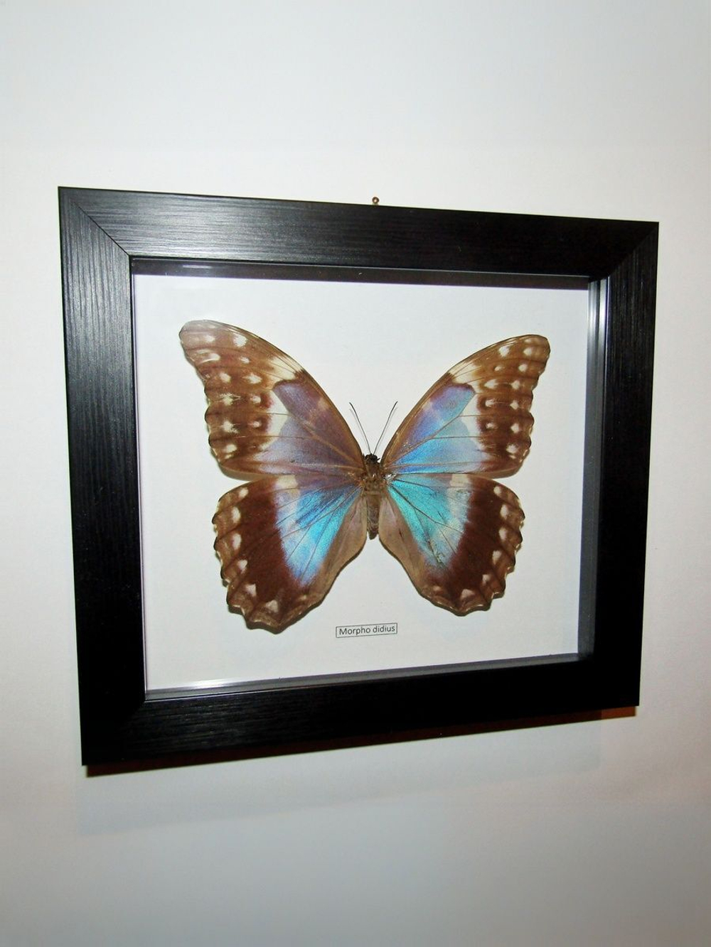 Бабочка Morpho didius самка в рамке