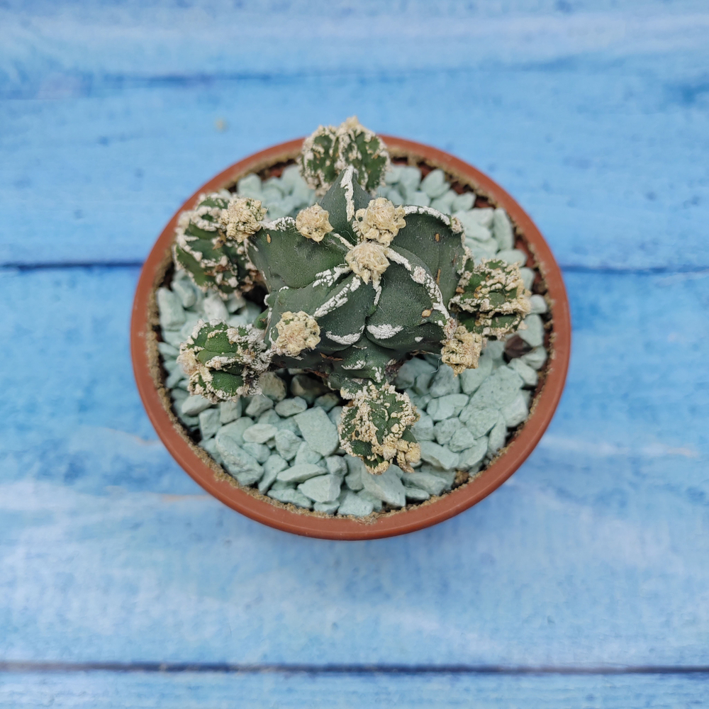 Astrophytum Myriostigma "Hakujo Fukuryu"  (Астрофитум)