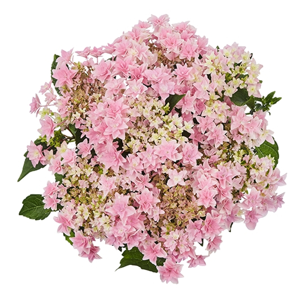 Floria Pink/ Флори Пинк (Стандарт поставки Р9)2025г.