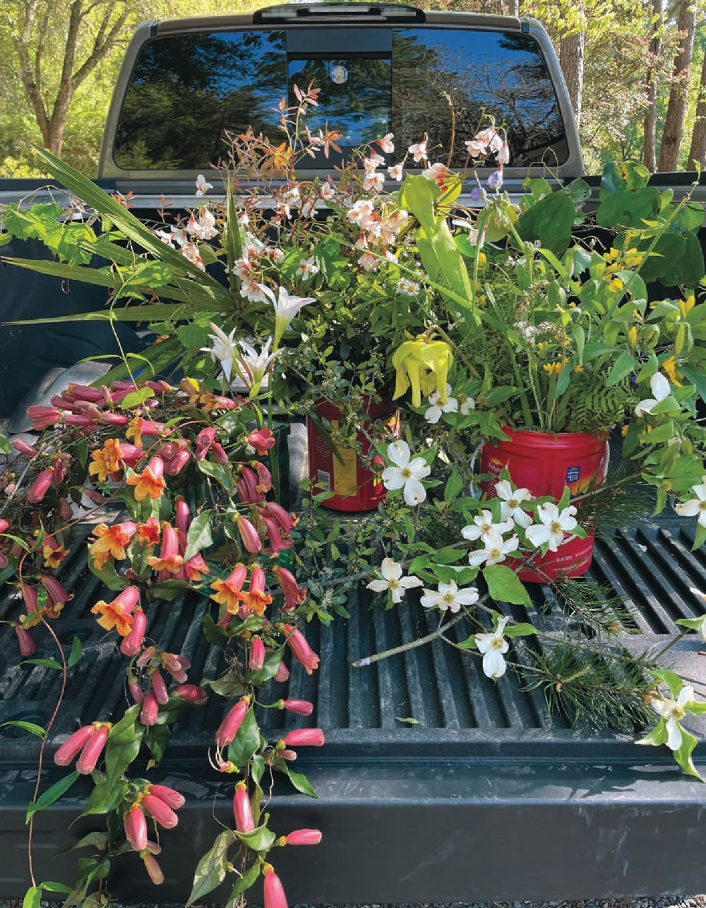 Cut Flowers, Foliage and Fruits of the Southeast