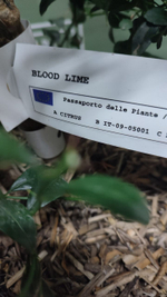 Микроцитрус "Blood Lime"