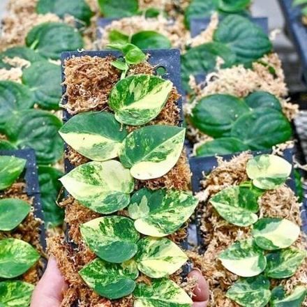 Рафидофора VAR GIANT FORM