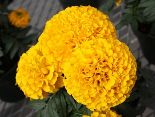 Бархатцы прямостоячие Тайшан золотистый